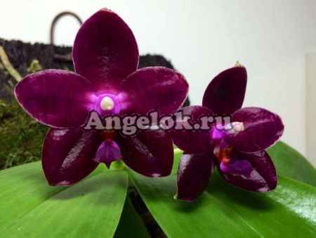 фото Фаленопсис (P.Zheng Min Jacaranda’yungho’) Тайвань от магазина магазина орхидей Ангелок