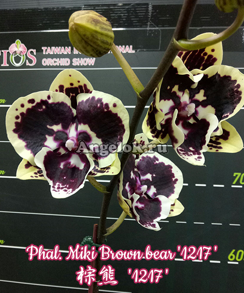 фото Фаленопсис Биг Лип (Phalaenopsis Miki Brown bear '1217') Тайвань от магазина магазина орхидей Ангелок