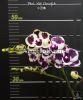 фото Фаленопсис Биг Лип (Phalaenopsis Miki Clownfish) Тайвань от магазина магазина орхидей Ангелок