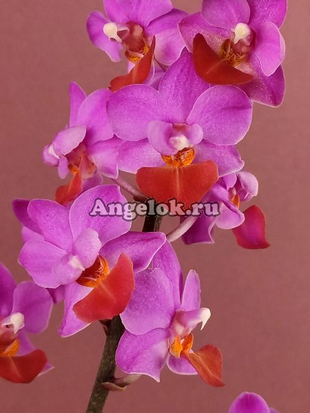 фото Фаленопсис Льюис (Phalaenopsis Liu's Triprince 'Hot Lip') от магазина магазина орхидей Ангелок