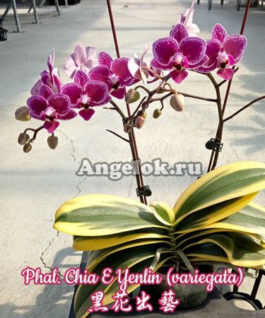 фото Фаленопсис пестролистный (Phalaenopsis Chia E Yenlin) Тайвань от магазина магазина орхидей Ангелок