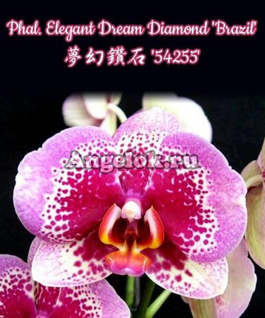 фото Фаленопсис (Phalaenopsis Elegant Dream Diamond 'Brazil') Тайвань от магазина магазина орхидей Ангелок