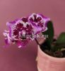 Фаленопсис бабочка (Phalaenopsis Younghome Summer)