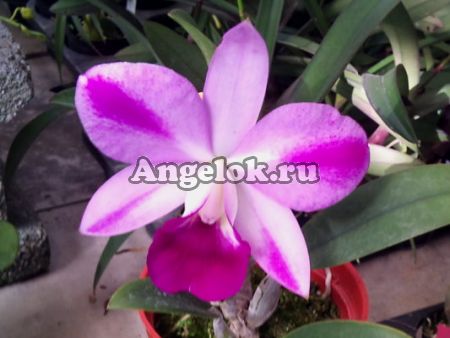 фото Каттлея (Lc.Mona Pink'Hiromi' AM/AOS) Тайвань от магазина магазина орхидей Ангелок