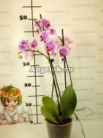 Фаленопсис (Phalaenopsis multiflora) ph-52