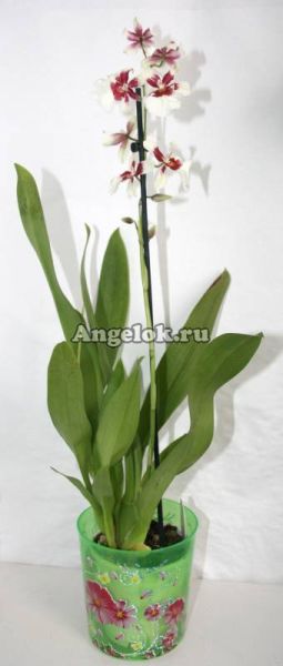 фото Камбрия (Miltonidium Bartley White) от магазина магазина орхидей Ангелок