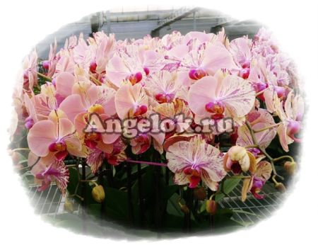 фото Фаленопсис (P.Yen Shuai Firework) Тайвань от магазина магазина орхидей Ангелок