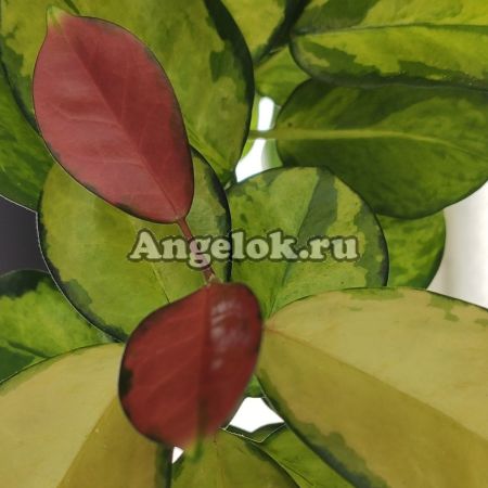 фото Хойя аустралис Лиза (Hoya australis Lisa) взрослая от магазина магазина орхидей Ангелок