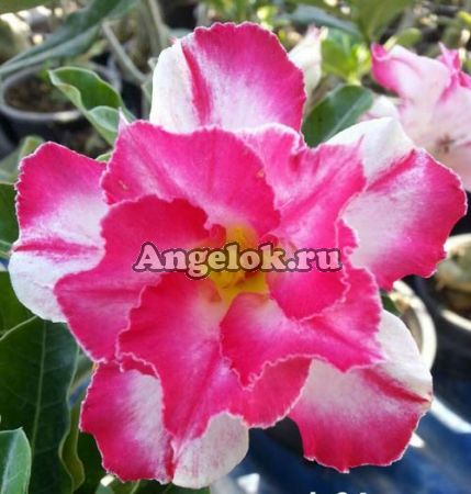 фото Адениум (Adenium obesum Aree dung) от магазина магазина орхидей Ангелок