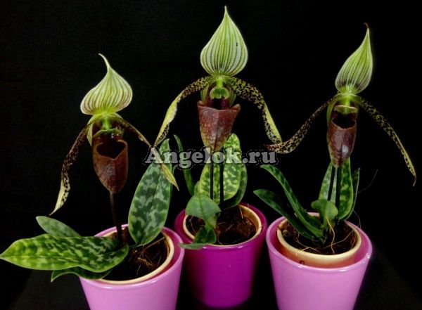 фото Пафиопедилум Сукхакула (Paphiopedilum sukhakulii) мини от магазина магазина орхидей Ангелок
