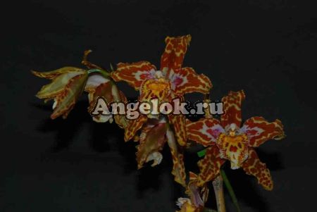 Одонтоглоссум гибрид (Odontoglossum Cynthia Hill x Odm. Cirrhosum)