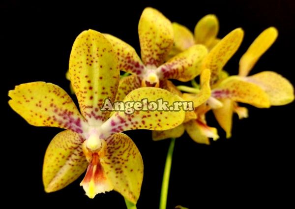 фото Фаленопсис Джулия (Phalaenopsis Julia) от магазина магазина орхидей Ангелок