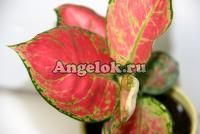 фото Аглаонема красная (Red Anyamanee) от магазина магазина орхидей Ангелок