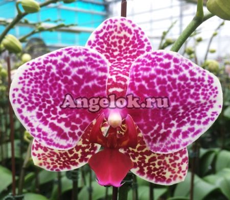 фото Фаленопсис (Dtps.I-Hsin Sun Beauty) Тайвань от магазина магазина орхидей Ангелок