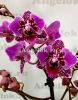 фото Фаленопсис бабочка (Phalaenopsis Formosa Cranberry) пелорик от магазина магазина орхидей Ангелок