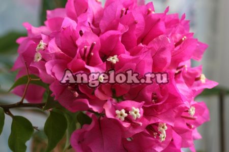 фото Бугенвиллия (Bougainvillea Vera Deep Purple) от магазина магазина орхидей Ангелок