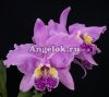 Каттлея Люддемана (Cattleya lueddemanniana)