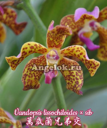 фото Вандопсис (Vandopsis lissochiloides × sib) Тайвань от магазина магазина орхидей Ангелок