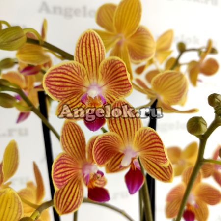 фото Фаленопсис (Phalaenopsis Goldstaff) от магазина магазина орхидей Ангелок