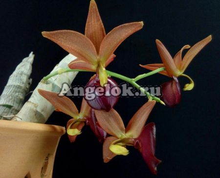 фото Цикнодес (Cyc.Taiwan Gold Orange) от магазина магазина орхидей Ангелок