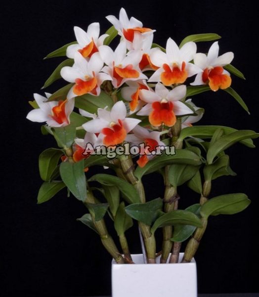 фото Дендробиум (Dendrobium Jiaho Candy) от магазина магазина орхидей Ангелок