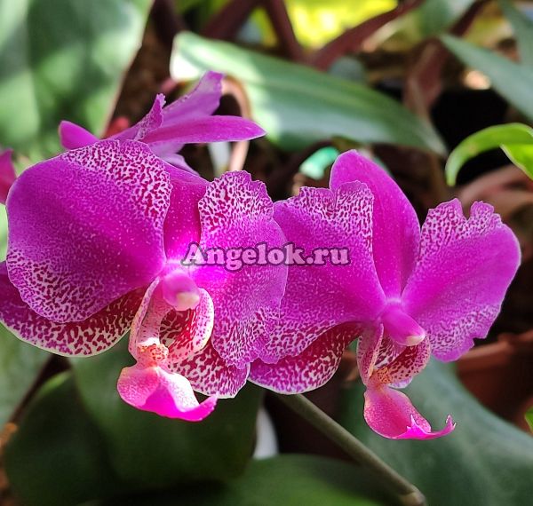 фото Фаленопсис (Phalaenopsis Queen Barry) Тайвань от магазина магазина орхидей Ангелок