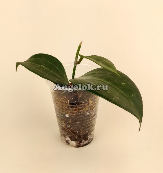 фото Хойя Кландестина (Hoya sp. aff.Clandestina) черенок от магазина магазина орхидей Ангелок