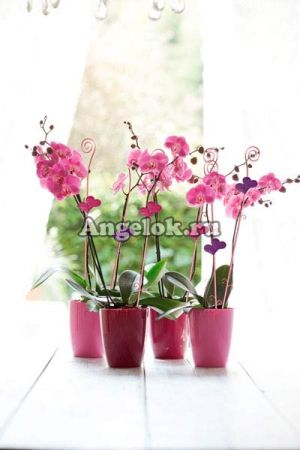 фото Кашпо для орхидей ELHO d-10 от магазина магазина орхидей Ангелок