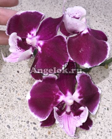 фото Фаленопсис Биг Лип (P. Sexy Venus Dark Flannel) Тайвань от магазина магазина орхидей Ангелок