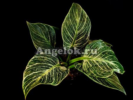 фото Филодендрон Биркин (Philodendron 'birkin' 'White Wave') от магазина магазина орхидей Ангелок