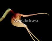 фото Дракула (Dracula ophioceps) от магазина магазина орхидей Ангелок