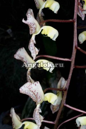 фото Гонгора (Gongora scaphephorus) от магазина магазина орхидей Ангелок