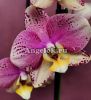 фото Фаленопсис Пиниф (Phalaenopsis Pinyf) от магазина магазина орхидей Ангелок