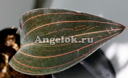 фото Лудизия (Ludisia) L-02 от магазина магазина орхидей Ангелок