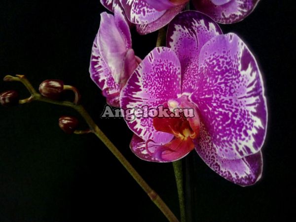 фото Фаленопсис Поттер (Phalaenopsis Potter) от магазина магазина орхидей Ангелок
