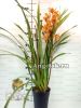 Цимбидиум (Cymbidium) c-02
