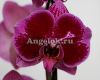 фото Фаленопсис (Phalaenopsis Purple Sky) от магазина магазина орхидей Ангелок