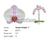 фото Фаленопсис детка (Phalaenopsis Double Delight) от магазина магазина орхидей Ангелок