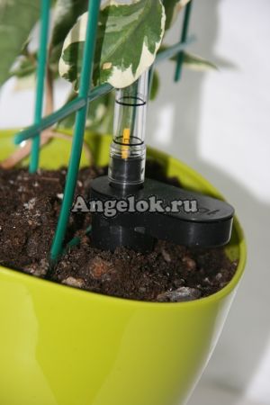 фото Устройство для автополива растений 12 см от магазина магазина орхидей Ангелок