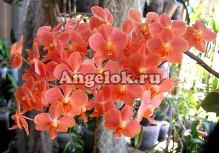 фото Асконопсис Ирене Добкин (Ascps. Irene Dobkin'Elmhurst') взрослая от магазина магазина орхидей Ангелок