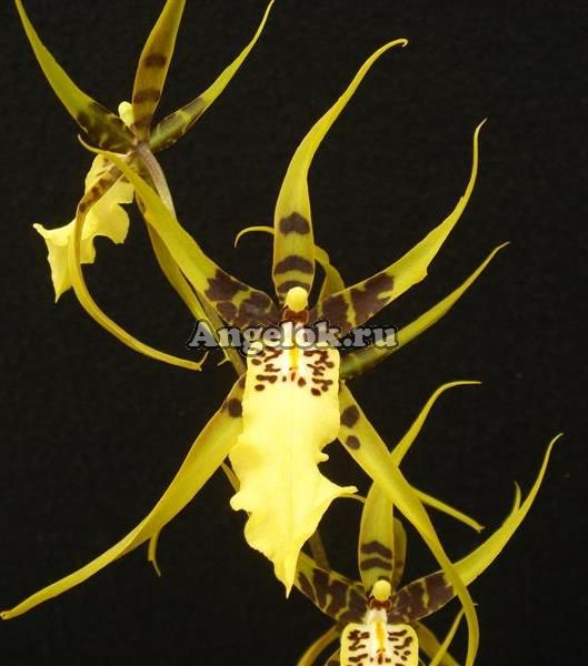 фото Камбрия (Brassidium Guilded Urchin) от магазина магазина орхидей Ангелок