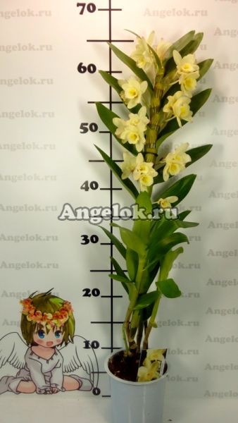 фото Дендробиум нобиле (D.nobile Yellow Song Canary) от магазина магазина орхидей Ангелок