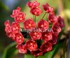 фото Хойя Госпожи Сиар (Hoya siariae red) черенок от магазина магазина орхидей Ангелок