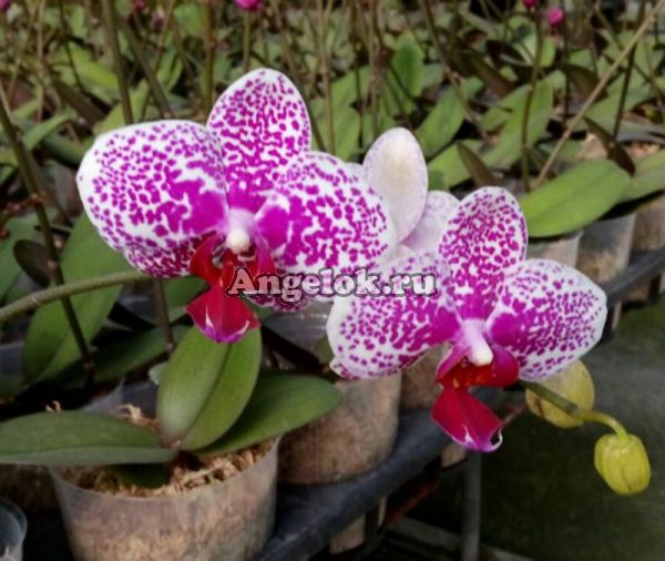 фото Фаленопсис (Phalaenopsis Sun Beauty) Тайвань от магазина магазина орхидей Ангелок