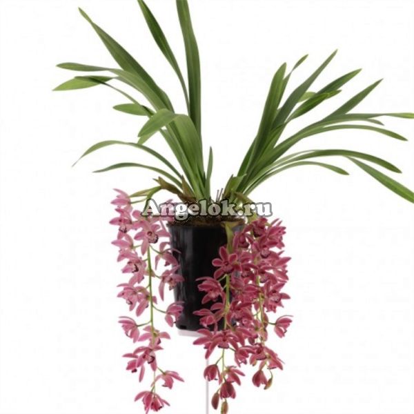 фото Цимбидиум каскадный (Cymbidium Anisa) от магазина магазина орхидей Ангелок