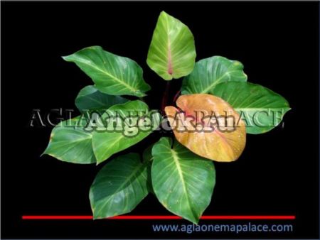 фото Филодендрон Восход Солнца (Philodendron Sunrise) от магазина магазина орхидей Ангелок