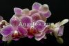 фото Фаленопсис (Phalaenopsis Spring) от магазина магазина орхидей Ангелок