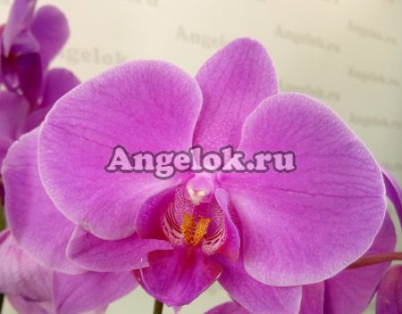 фото Фаленопсис (Phalaenopsis ) ph-55 от магазина магазина орхидей Ангелок