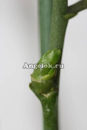 фото Цитокининовая паста от магазина магазина орхидей Ангелок