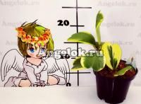Хойя керри вариегатная (Hoya kerrii variegata)
